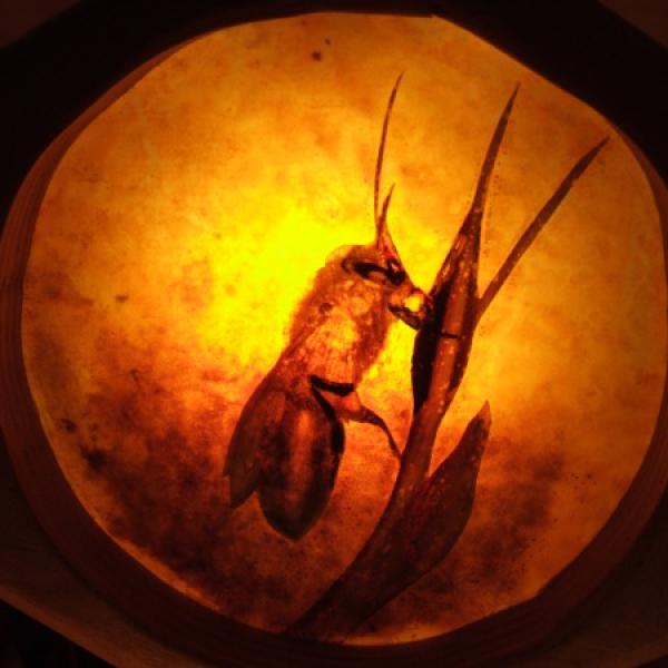 Bees 6