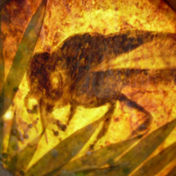 Bees 43