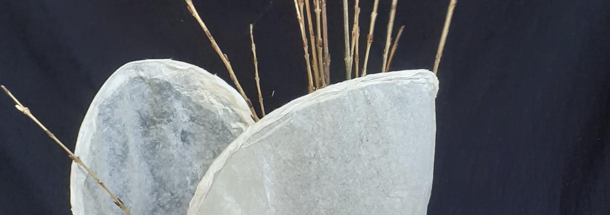 Cellulose Transformation 14