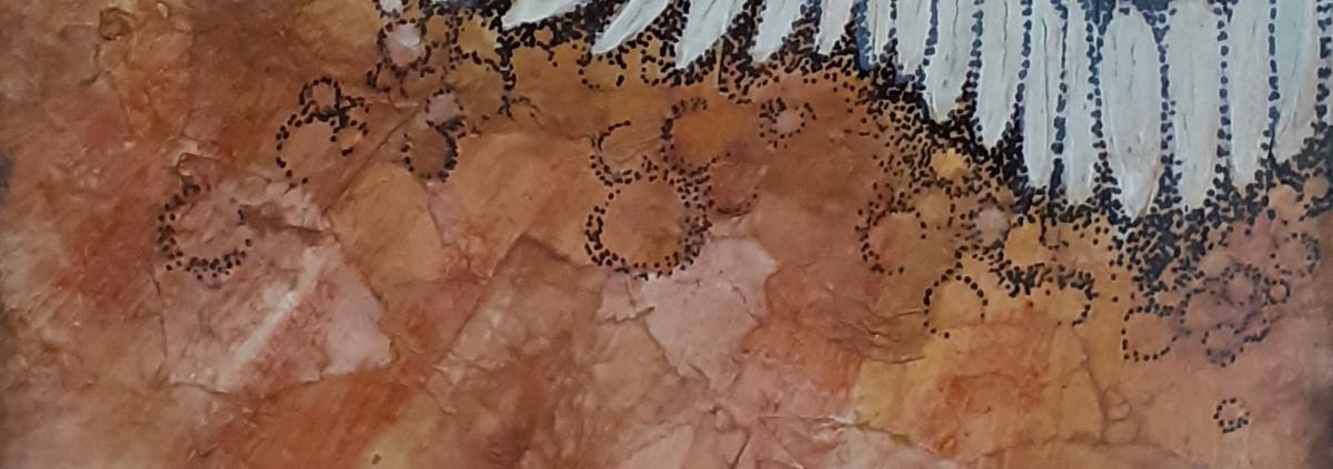 Anatomie du Corbeau 7