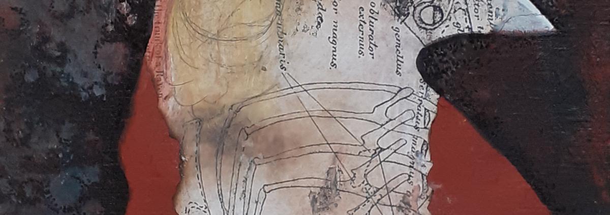 Anatomie du Corbeau 4