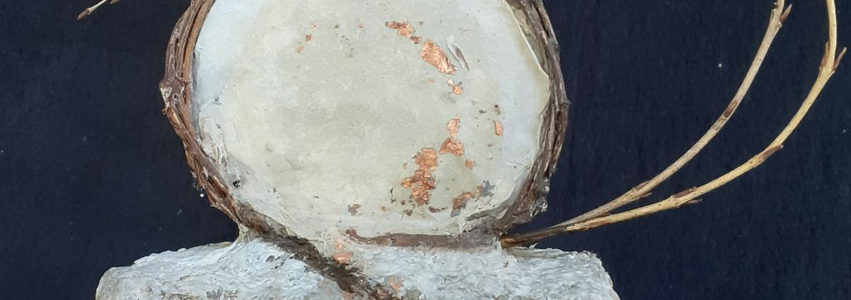 Cellulose Transformation 7