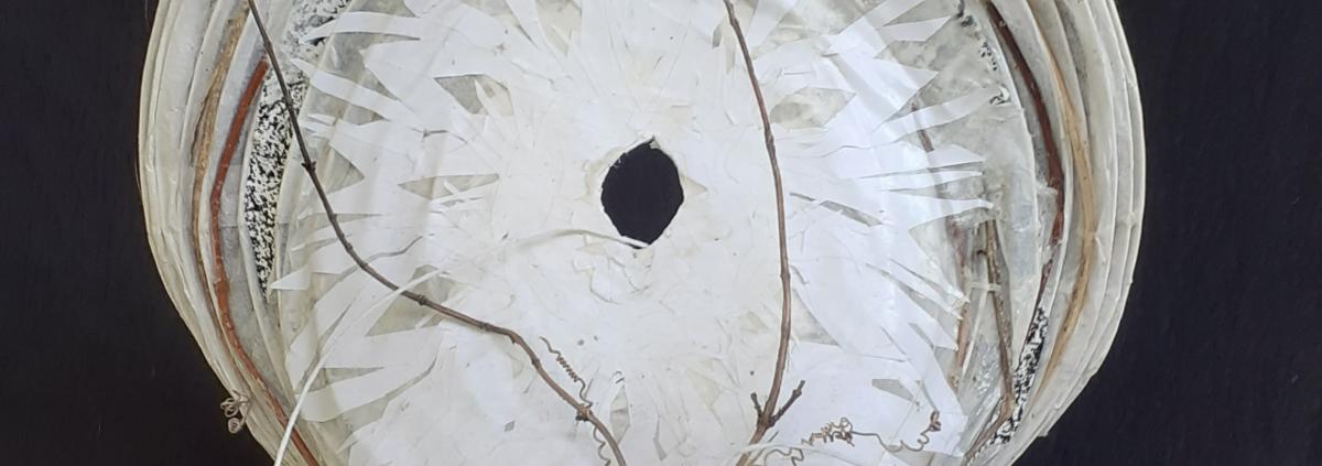 Cellulose Transformation 9