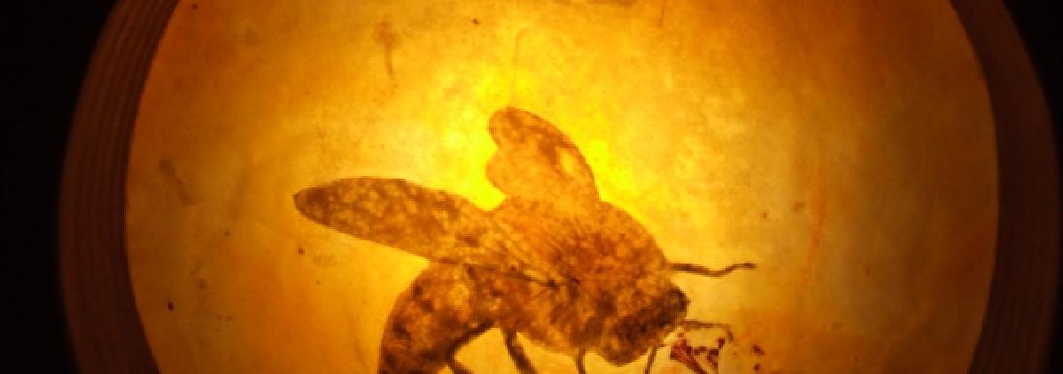 Bees 2