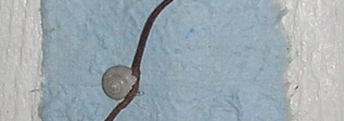 Escargot 2