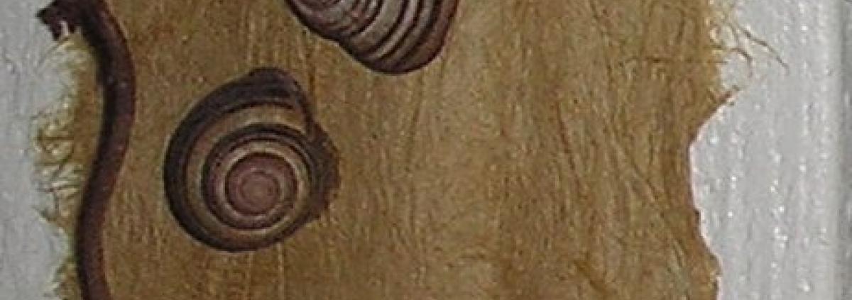 Escargot 1