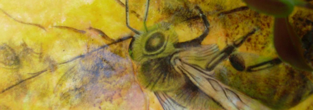 Bees 8