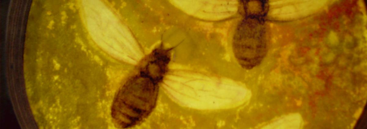 Bees 34