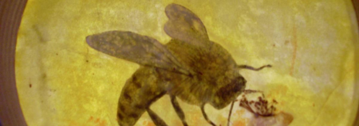 Bees 36