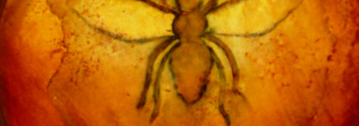 Bees 44