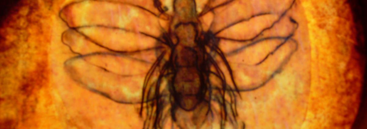 SL372026.JPG