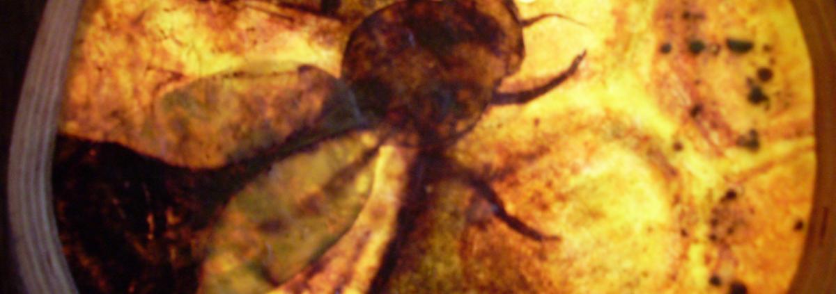 Bees 55