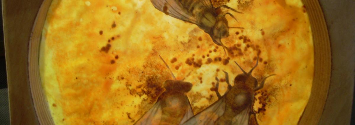 Bees 67