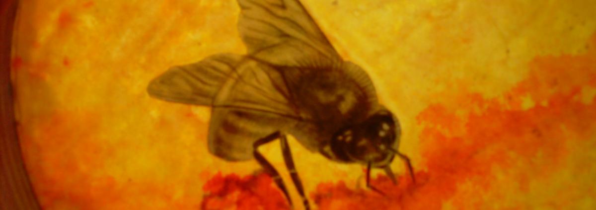 Bees 68