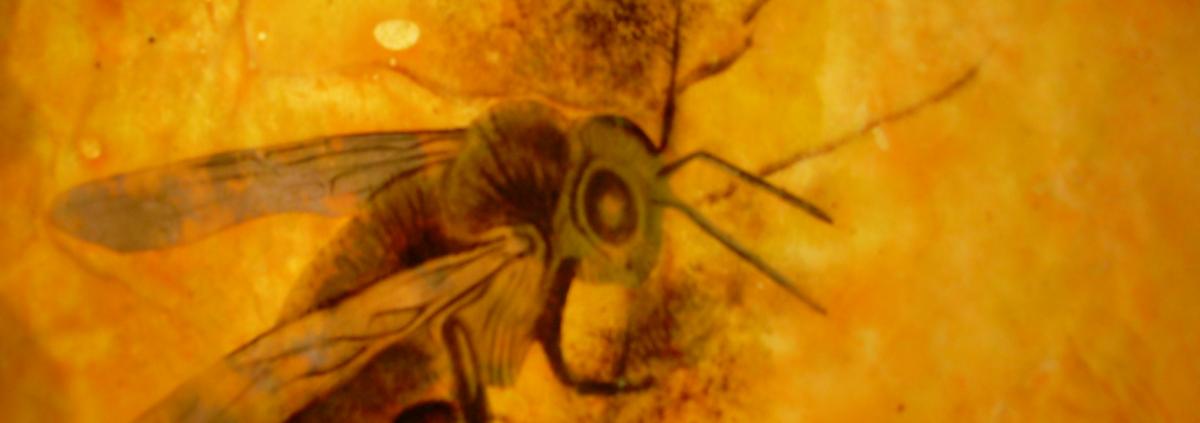 Bees 70